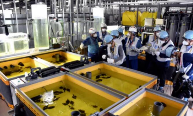 日本东京电力公司用核废水养鱼