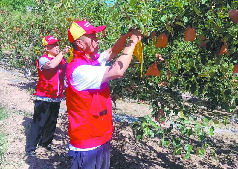 驻村第一书记王小平：帮助村民壮大苹果种植业