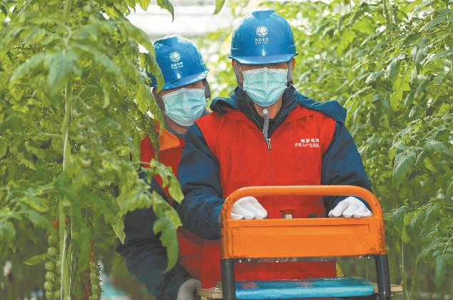 山东寿光市供电公司积极服务农业“工厂化”发展