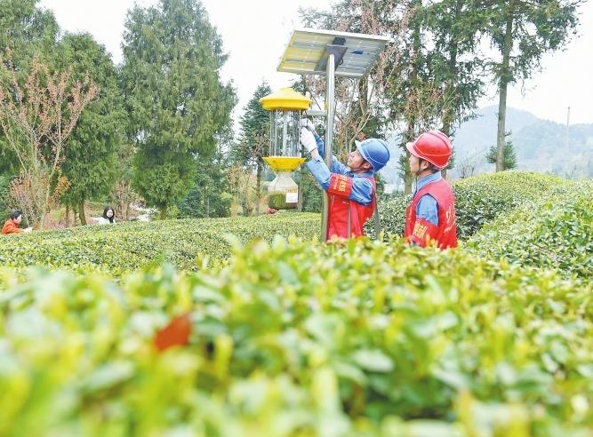 贵州电网公司全力推进“电酿酒”“电制茶”，助力绿色发展